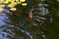 IMG_3744-bearb_LR5