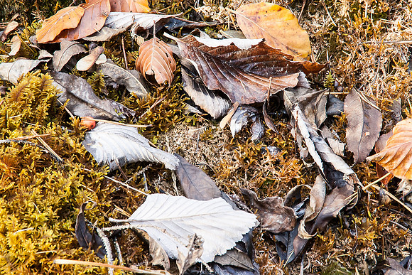 _MG_0464-bearb_LR5