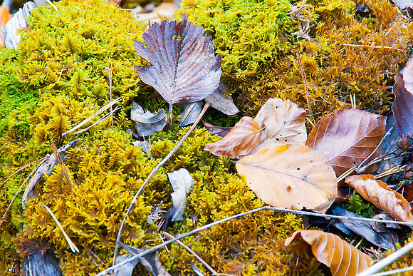 _MG_0446-bearb_LR5
