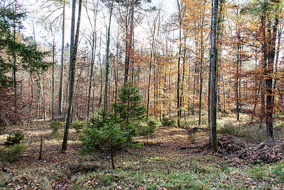 _MG_0457-bearb_LR5