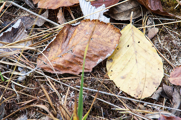 _MG_0452-bearb_LR5