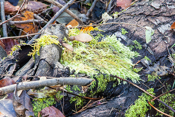 _MG_0471-bearb_LR5
