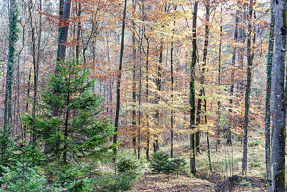 _MG_0455-bearb_LR5