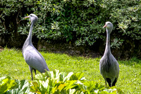 IMG_3818-bearb_LR5