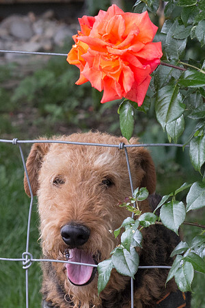 _MG_1012-bearb.MAC2
